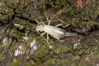 Un Pince-oreille. Une larve (Dermaptre - Forficulidae - Forficula sp.)
